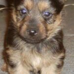 Australsk Terrier