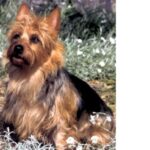Australsk Terrier