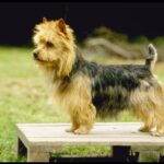 Australsk Terrier