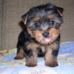 Australsk Terrier