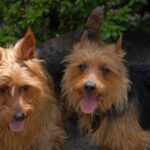 Australsk Terrier