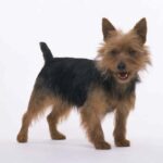 Australsk Terrier