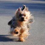 Australsk Terrier