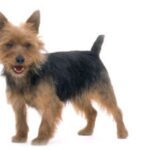 Australsk Terrier