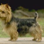Australsk Terrier