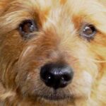 Australsk Terrier
