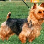 Australsk Terrier