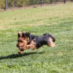 Australsk Terrier