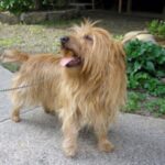 Australsk Terrier