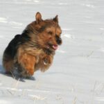 Australsk Terrier