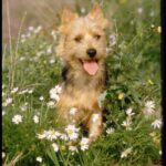 Australsk Terrier