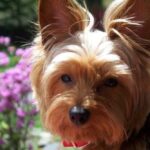 Australsk Terrier