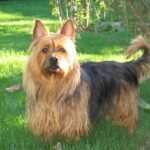 Australsk Terrier