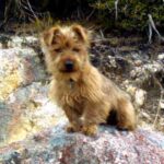 Australsk Terrier