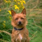 Australsk Terrier