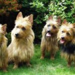 Australsk Terrier