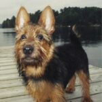 Australsk Terrier