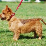 Australsk Terrier