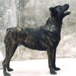 Azores Cattle Dog
