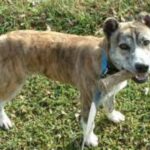 Azores Cattle Dog