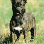 Azores Cattle Dog