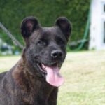 Azores Cattle Dog