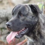 Azores Cattle Dog