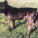 Azores Cattle Dog