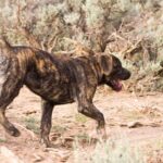 Azores Cattle Dog