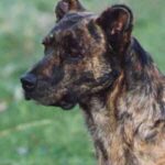 Azores Cattle Dog