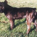 Azores Cattle Dog
