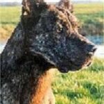 Azores Cattle Dog