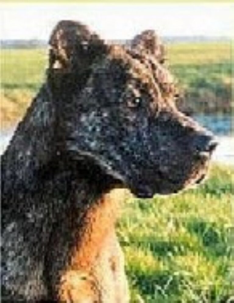 Azores Cattle Dog