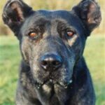 Azores Cattle Dog