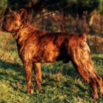 Azores Cattle Dog