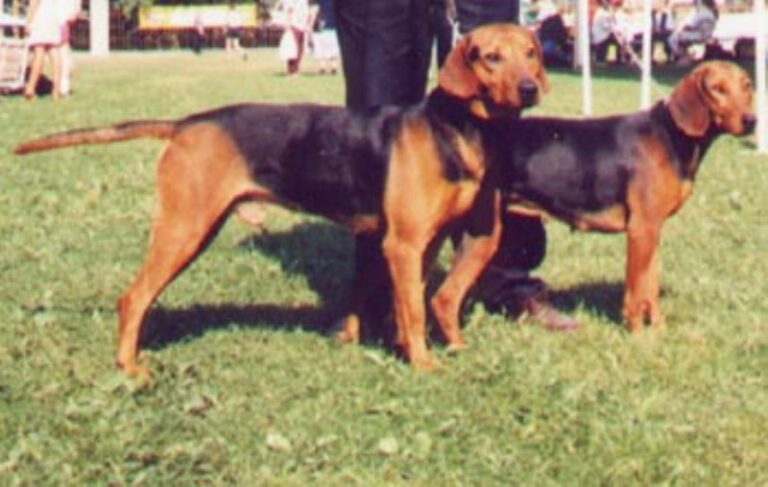 Balkanstøver