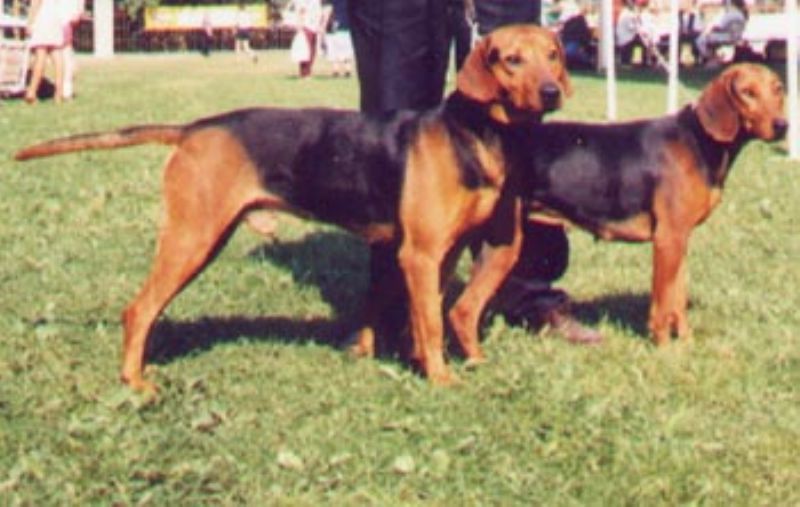 Balkanstøver