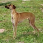 Banjara Greyhound