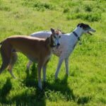 Banjara Greyhound