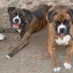 Banter Bulldogge