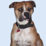 Banter Bulldogge