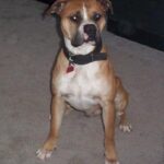 Banter Bulldogge