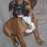 Banter Bulldogge