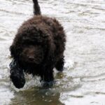 Barbet