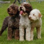 Barbet