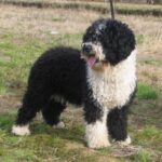 Barbet