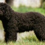 Barbet
