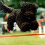 Barbet