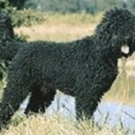 Barbet
