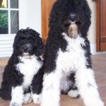 Barbet